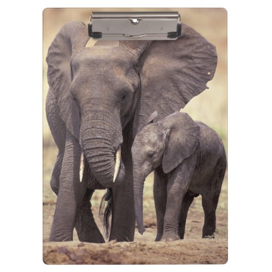 Afrika, Tansania, Tarangire-Nationalpark. 2 Klemmbrett (Vorderseite)