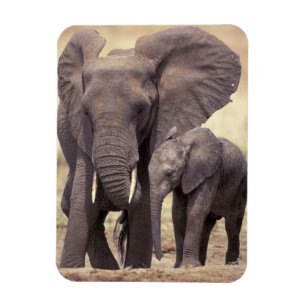 Afrika, Tansania, Tarangire-Nationalpark. 2 Magnet