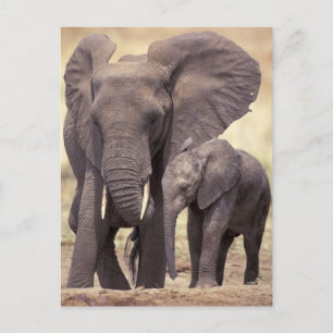 Afrika, Tansania, Tarangire-Nationalpark. 2 Postkarte