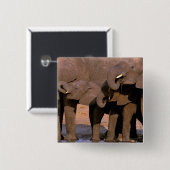 Afrika, Tansania, Tarangire-Nationalpark. Button (Vorne & Hinten)