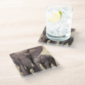 Afrika, Tansania, Tarangire Nationalpark Glasuntersetzer (Schrägansicht)