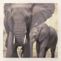 Afrika, Tansania, Tarangire Nationalpark