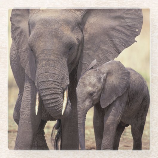 Afrika, Tansania, Tarangire Nationalpark Glasuntersetzer (Vorderseite)