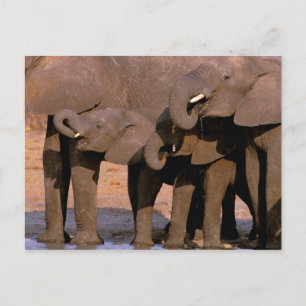 Afrika, Tansania, Tarangire-Nationalpark. Postkarte