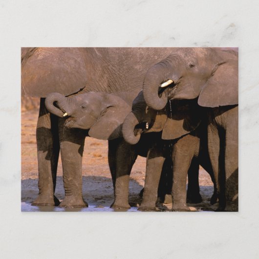 Afrika, Tansania, Tarangire-Nationalpark. Postkarte (Vorderseite)