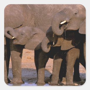 Afrika, Tansania, Tarangire-Nationalpark. Quadratischer Aufkleber