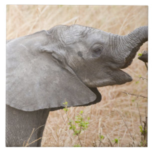 Afrika. Tansania Young Elephant in Tarangire Fliese