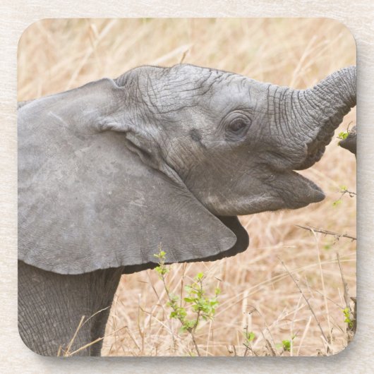 Afrika. Tansania Young Elephant in Tarangire Getränkeuntersetzer (Vorderseite)
