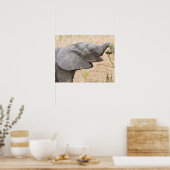 Afrika. Tansania Young Elephant in Tarangire Poster (Küche)