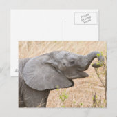 Afrika. Tansania Young Elephant in Tarangire Postkarte (Vorne/Hinten)