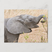 Afrika. Tansania Young Elephant in Tarangire