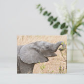 Afrika. Tansania Young Elephant in Tarangire Postkarte (Stehend Vorderseite)