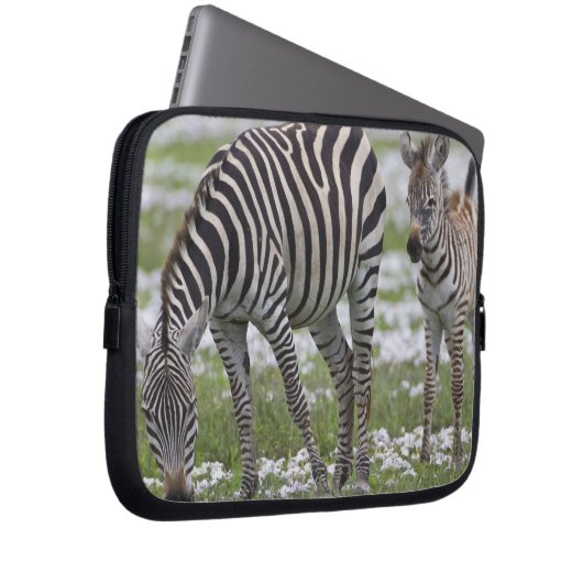 Afrika. Tansania Zebra Mutter und Colt Laptopschutzhülle (Vorne Rechts)