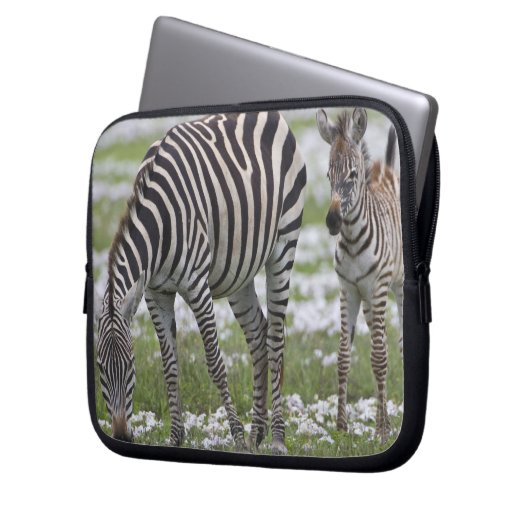 Afrika. Tansania Zebra Mutter und Colt Laptopschutzhülle (Vorderseite Links)