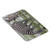 Afrika. Tansania Zebra Mutter und Colt Magnet (Rechte Seite)