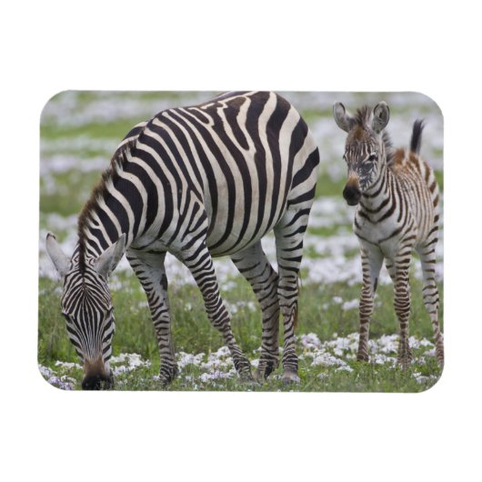Afrika. Tansania Zebra Mutter und Colt Magnet (Horizontal)