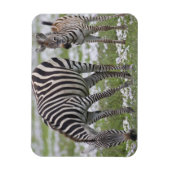 Afrika. Tansania Zebra Mutter und Colt Magnet (Vertikal)