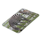 Afrika. Tansania Zebra Mutter und Colt Magnet (Linke Seite)