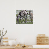 Afrika. Tansania Zebra Mutter und Colt Poster (Küche)