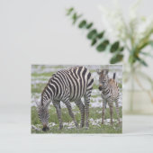 Afrika. Tansania Zebra Mutter und Colt Postkarte (Stehend Vorderseite)