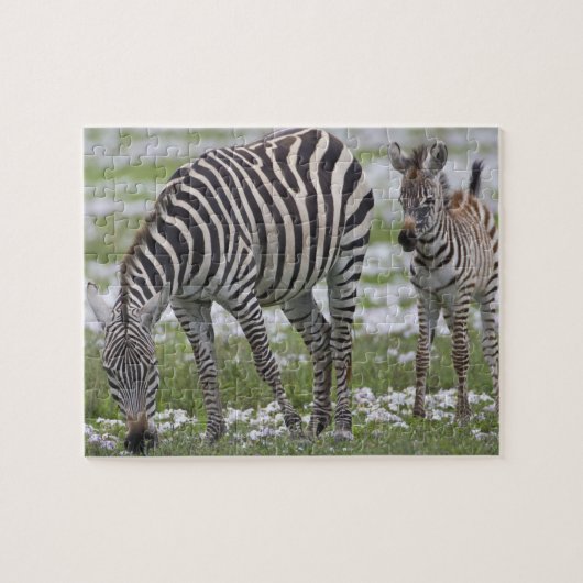 Afrika. Tansania Zebra Mutter und Colt Puzzle (Horizontal)