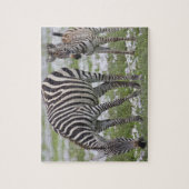 Afrika. Tansania Zebra Mutter und Colt Puzzle (Vertikal)