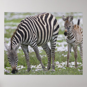 Afrika. Tansania. Zebramutter und -colt an Poster