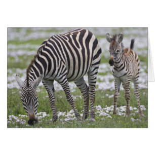 Afrika. Tansania. Zebramutter und Fohlen