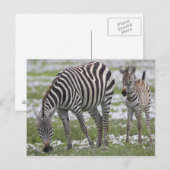 Afrika. Tansania. Zebramutter und Fohlen Postkarte (Vorne/Hinten)