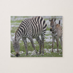 Afrika. Tansania. Zebramutter und Fohlen Puzzle