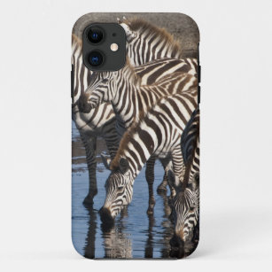 Afrika. Tansania. Zebras, die herein bei Ndutu Case-Mate iPhone Hülle