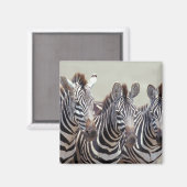Afrika, Tansania, Zebras Magnet (Vorderseite/Rückseite)