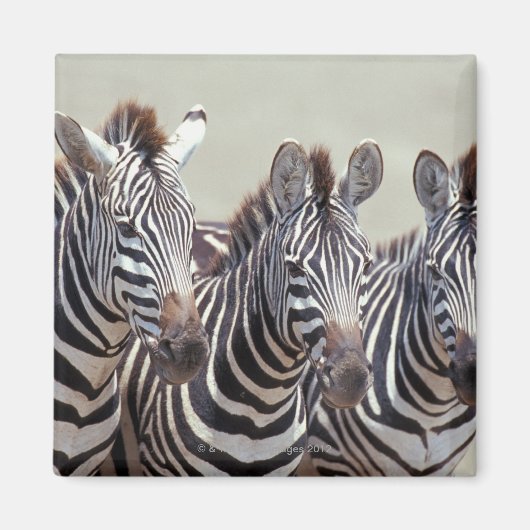 Afrika, Tansania, Zebras Magnet (Vorne)
