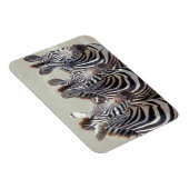 Afrika, Tansania, Zebras Magnet (Rechte Seite)