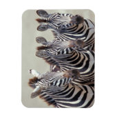 Afrika, Tansania, Zebras Magnet (Vertikal)