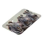 Afrika, Tansania, Zebras Magnet (Linke Seite)