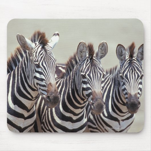 Afrika, Tansania, Zebras Mousepad (Vorne)