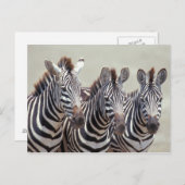 Afrika, Tansania, Zebras Postkarte (Vorne/Hinten)