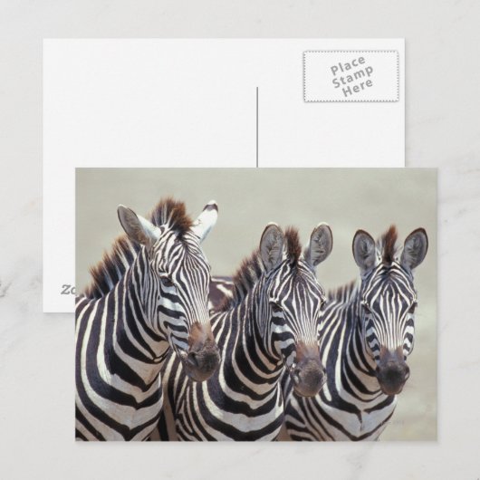 Afrika, Tansania, Zebras Postkarte (Vorne/Hinten)
