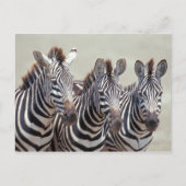 Afrika, Tansania, Zebras Postkarte (Vorderseite)