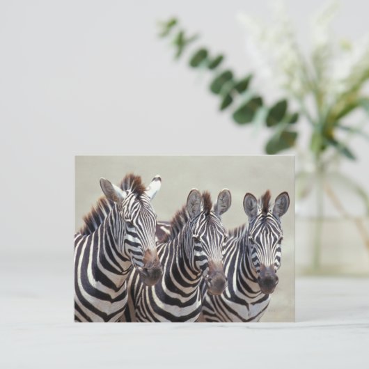 Afrika, Tansania, Zebras Postkarte (Stehend Vorderseite)