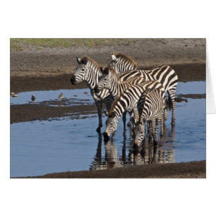 Afrika. Tansania. Zebras trinken bei Ndutu