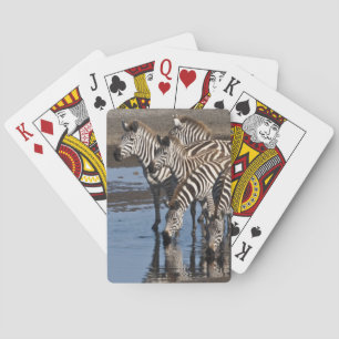 Afrika. Tansania. Zebras trinken bei Ndutu Spielkarten