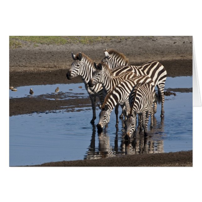 Afrika. Tansania Zebras trinken in Ndutu (Vorderseite (Horizontal))