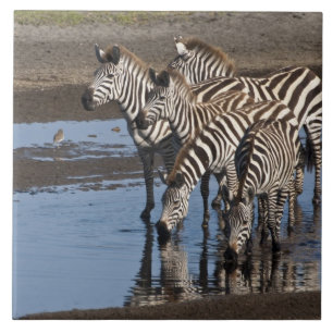 Afrika. Tansania Zebras trinken in Ndutu Fliese