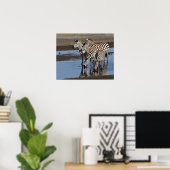 Afrika. Tansania Zebras trinken in Ndutu in Poster (Heimbüro)