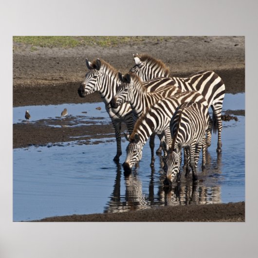 Afrika. Tansania Zebras trinken in Ndutu in Poster (Vorne)