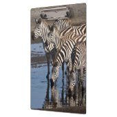 Afrika. Tansania Zebras trinken in Ndutu Klemmbrett (Links)