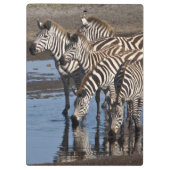 Afrika. Tansania Zebras trinken in Ndutu Klemmbrett (Rückseite)