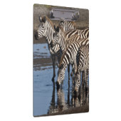Afrika. Tansania Zebras trinken in Ndutu Klemmbrett (Rechts)